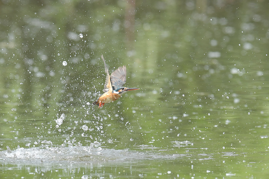 160524 池・雌の水物など _c0278820_184530100.jpg