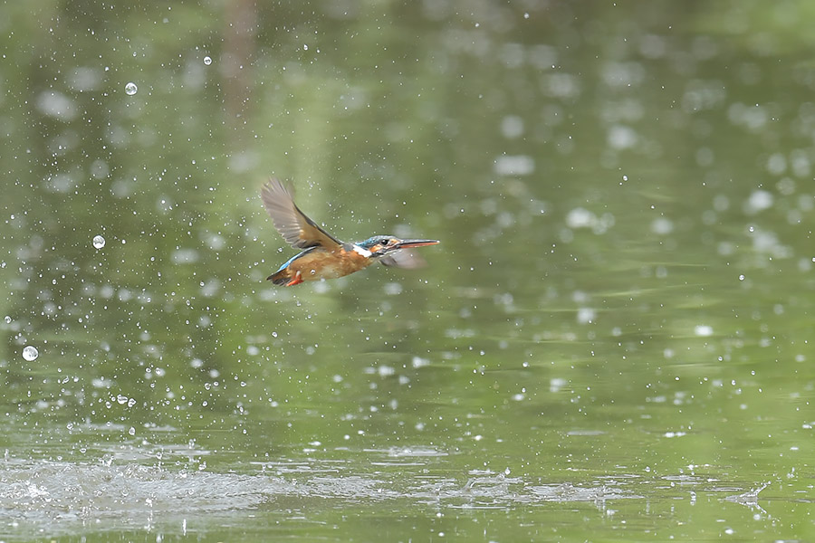 160524 池・雌の水物など _c0278820_1846367.jpg