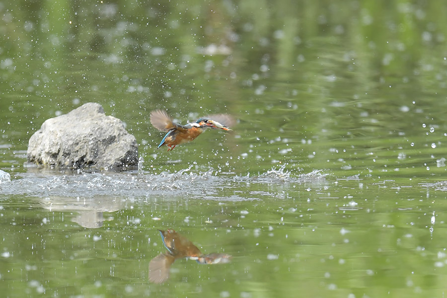 160524 池・雌の水物など _c0278820_18555782.jpg