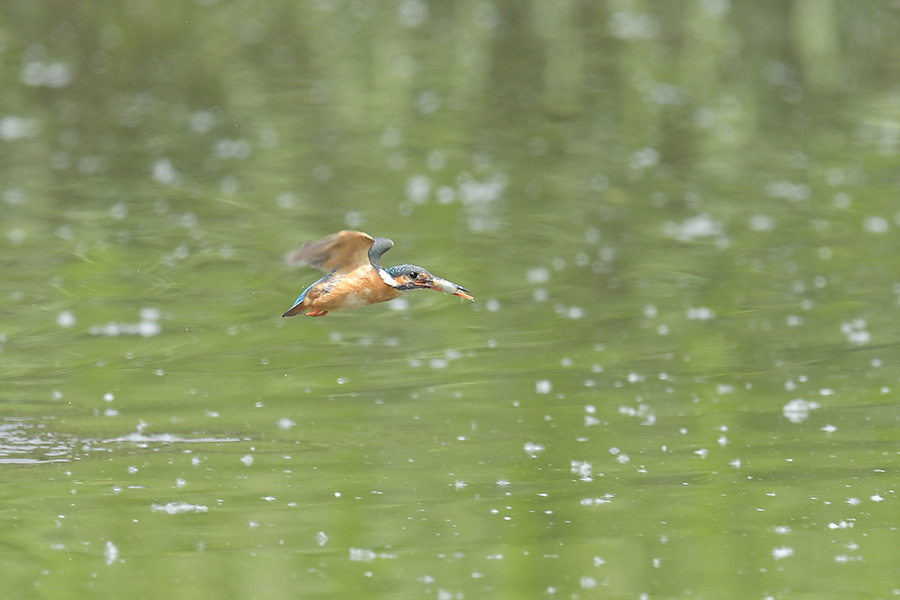 160524 池・雌の水物など _c0278820_18574311.jpg