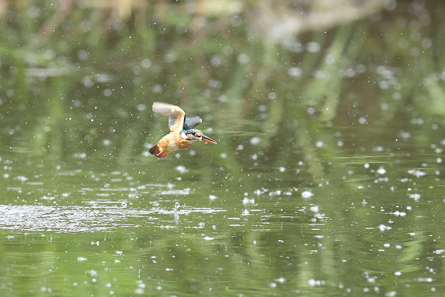 160524 池・雌の水物など _c0278820_191804.jpg