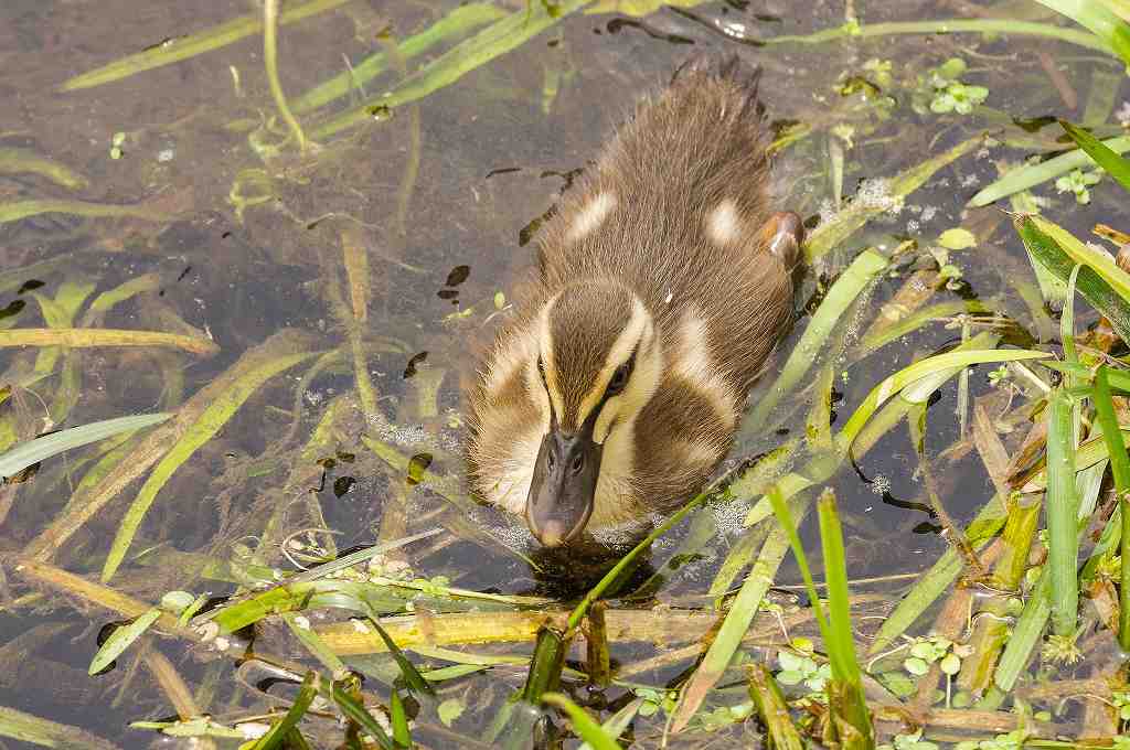 カルガモの雛、少し大人びて来ました_e0293921_21252981.jpg