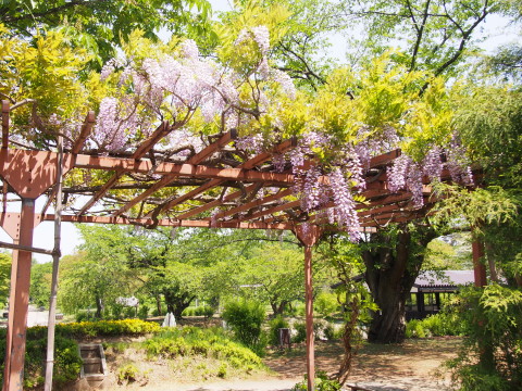 ハンカチツリーとフジ：弘前城植物園*2016.05.23_b0147224_23232666.jpg