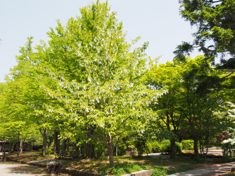 ハンカチツリーとフジ：弘前城植物園*2016.05.23_b0147224_23292172.jpg