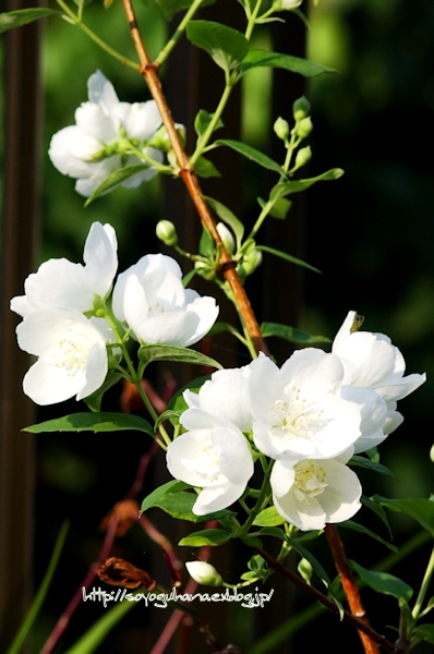 白い花 バイカウツギ 梅花空木 花と風の薫り 白い花 バイカウツギ 梅花空木 花と風の薫り