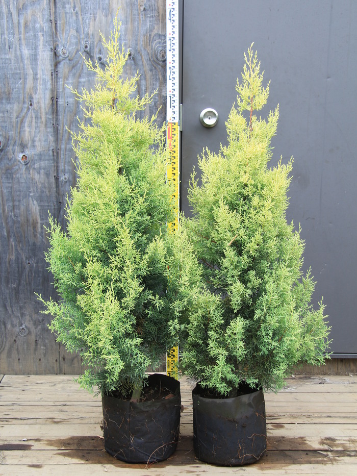 コニファー アリゾナイトスギ サルフレア 販売 画像 写真 価格 値段 庭木 安行 植木 お問い合わせ商品 田中園 Shop Tanakaen Jp Web Magazine