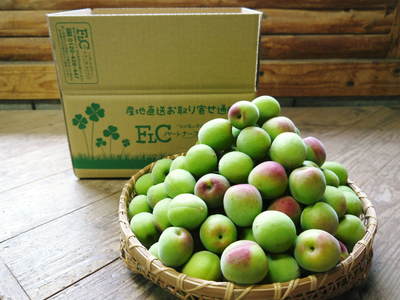 山あいの南高梅 平成28年度の出荷予定日決定!本日より先行予約受付スタート!_a0254656_18471489.jpg