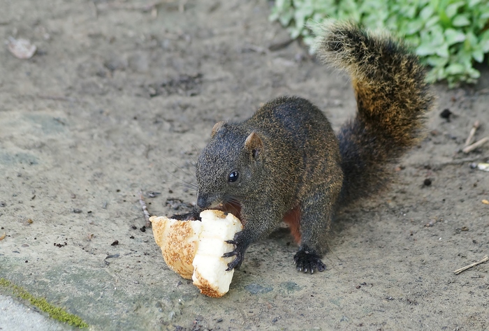 猫まみれ台湾旅行　その１８　二二八和平公園のタイワンリス_b0063958_20374666.jpg