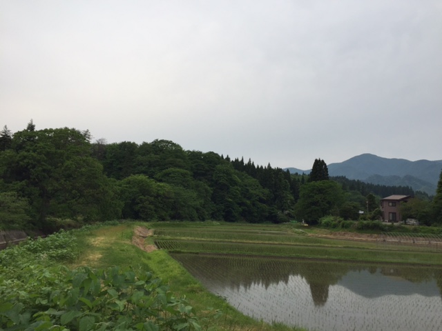 今日の田んぼ風景_b0311459_162030.jpg