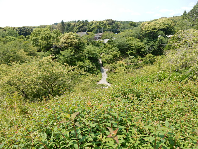 ’16,5,24(火)続・花野辺の里散策!_f0060461_11272970.jpg