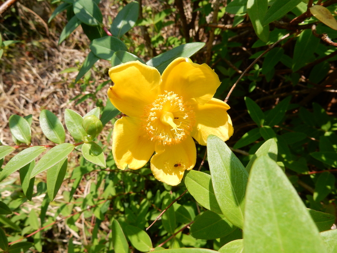 ’16,5,24(火)続・花野辺の里散策!_f0060461_11294126.jpg