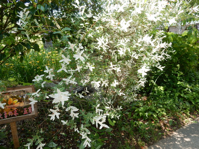 ’16,5,24(火)続・花野辺の里散策!_f0060461_11334084.jpg