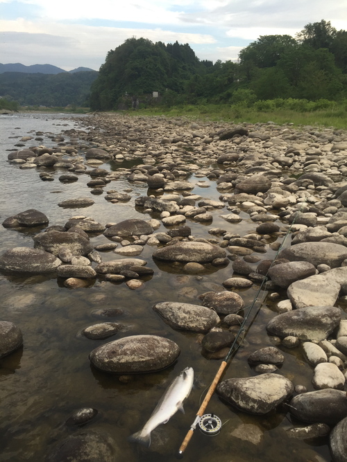 岩木　左岸にて　４本目！_b0151262_2235241.jpg