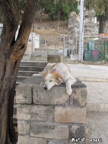 ピンクの首輪をした野良犬のサラ_f0037264_15541359.jpg