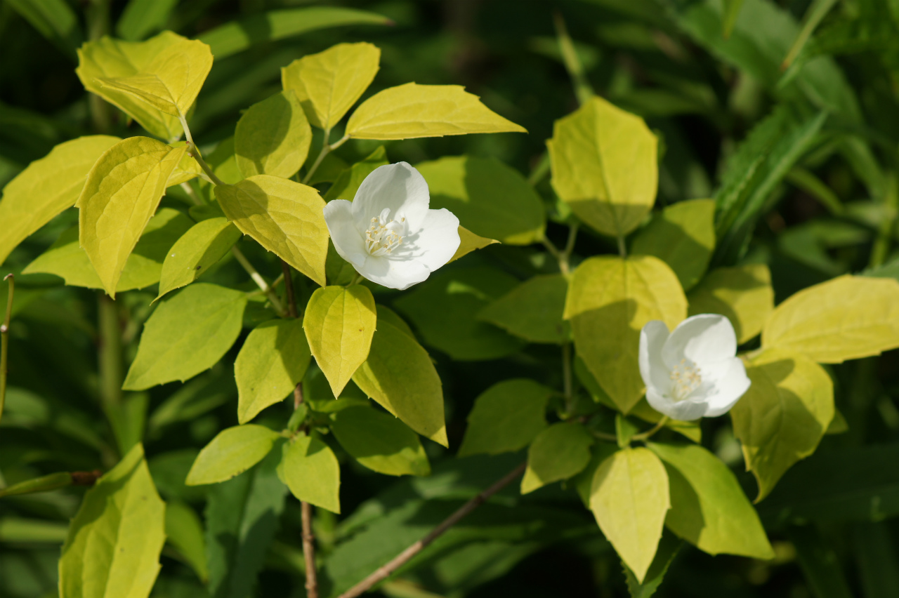 タイサンボク開花_e0181373_234463.jpg