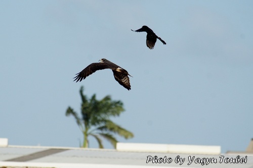 追われる Snail Kite （スネール　カイト）_b0132475_10451181.jpg