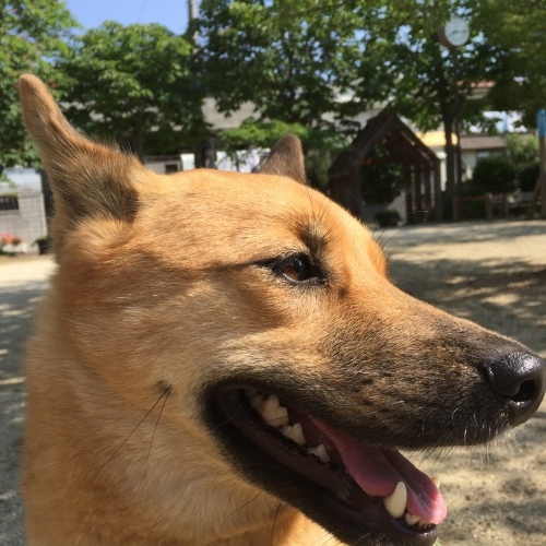 c0364176_12461740.jpeg