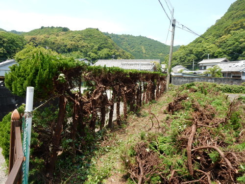 生け垣モンスター、すっぱりさっぱり_f0054677_08024999.jpg