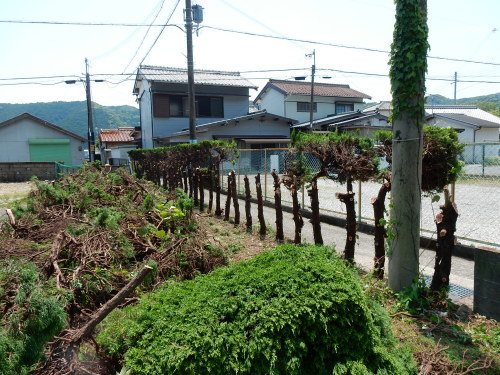 生け垣モンスター、すっぱりさっぱり_f0054677_08061588.jpg