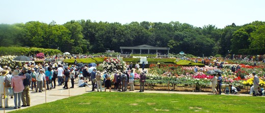 ５月１９日　神代植物公園のバラ　その１。_e0145782_4243210.jpg