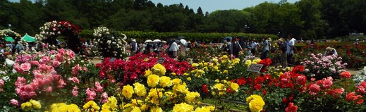 ５月１９日　神代植物公園のバラ　その１。_e0145782_4251669.jpg