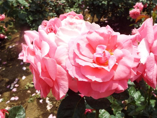 ５月１９日　神代植物公園のバラ　その２_e0145782_5581657.jpg