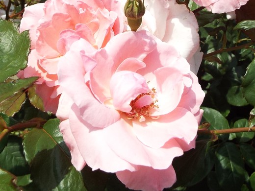 ５月１９日　神代植物公園のバラ　その２_e0145782_6121710.jpg