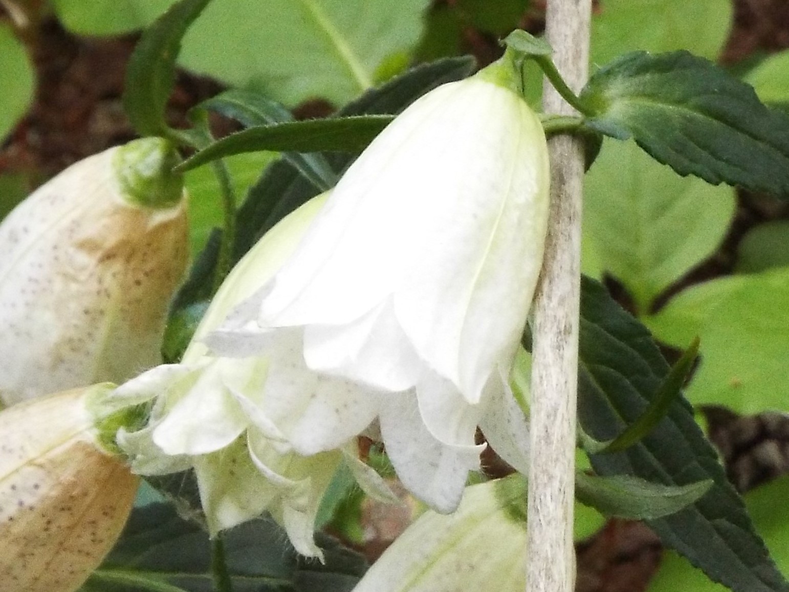 ５月１９日　神代植物公園のバラ以外の花。_e0145782_8474477.jpg