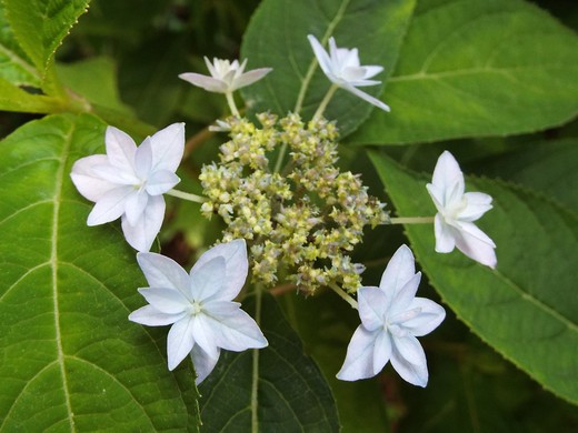 ５月１９日　神代植物公園のバラ以外の花。_e0145782_8482013.jpg