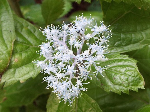 ５月１９日　神代植物公園のバラ以外の花。_e0145782_8491114.jpg