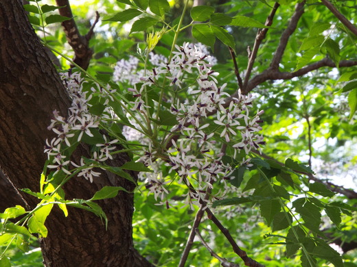 ５月１９日　神代植物公園のバラ以外の花。_e0145782_8562844.jpg