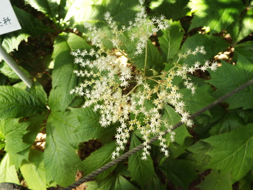 ５月１９日　神代植物公園のバラ以外の花。_e0145782_8571427.jpg