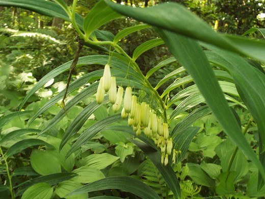 ５月１９日　神代植物公園のバラ以外の花。_e0145782_8583889.jpg