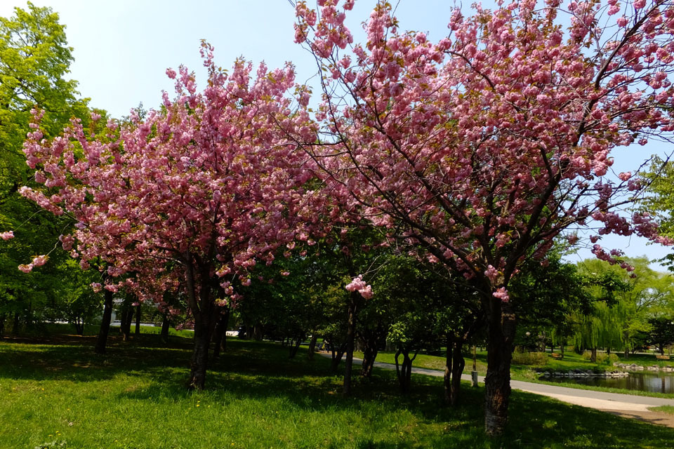 中島公園の木の花_f0182885_19065594.jpg