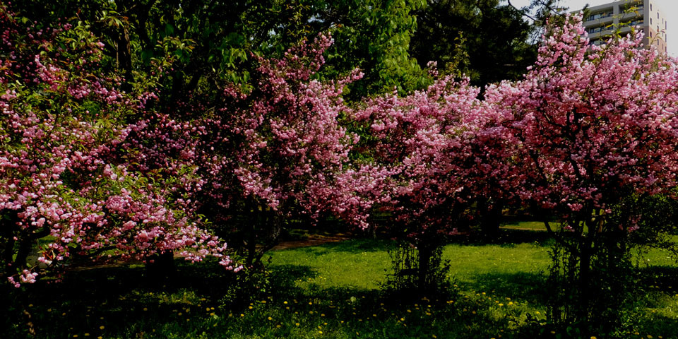 中島公園の木の花_f0182885_19070949.jpg