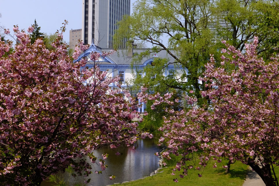 中島公園の木の花_f0182885_19072449.jpg