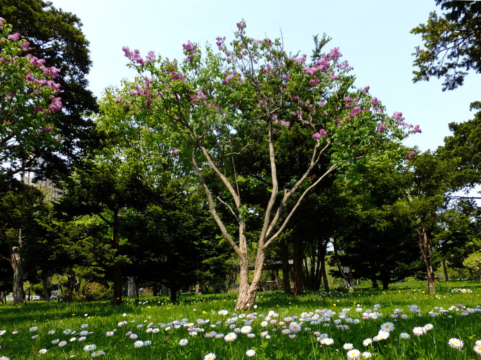 中島公園の木の花_f0182885_19074491.jpg