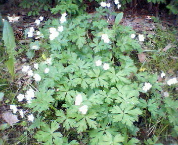 f0078286_9443129.jpg