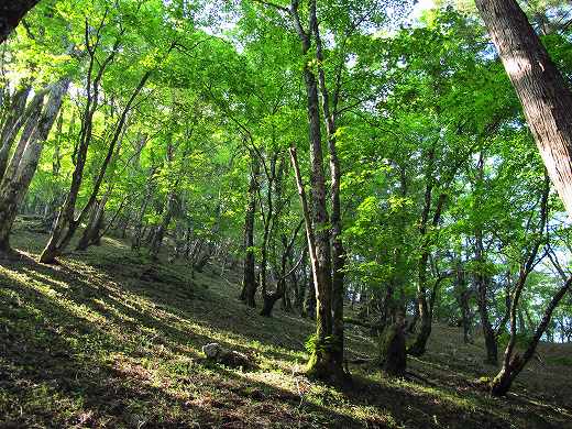 大峰小桜咲く稲村ケ岳でSOTA移動　SOTA　JA/NR-004_f0073587_1205919.jpg