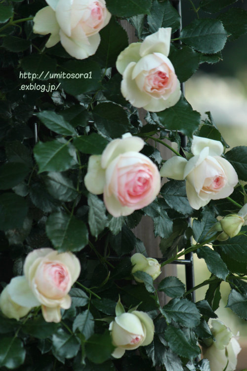 美しい薔薇たち_b0324291_02044481.jpg