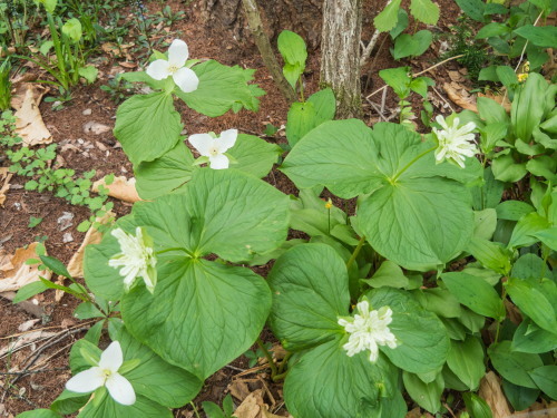 新緑の季節・・今年も”奇形のオオバナノエンレイソウ”が咲いています。_f0276498_23483891.jpg