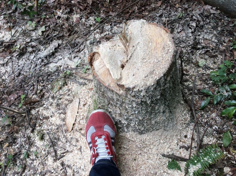 b0220002_19512952.jpeg