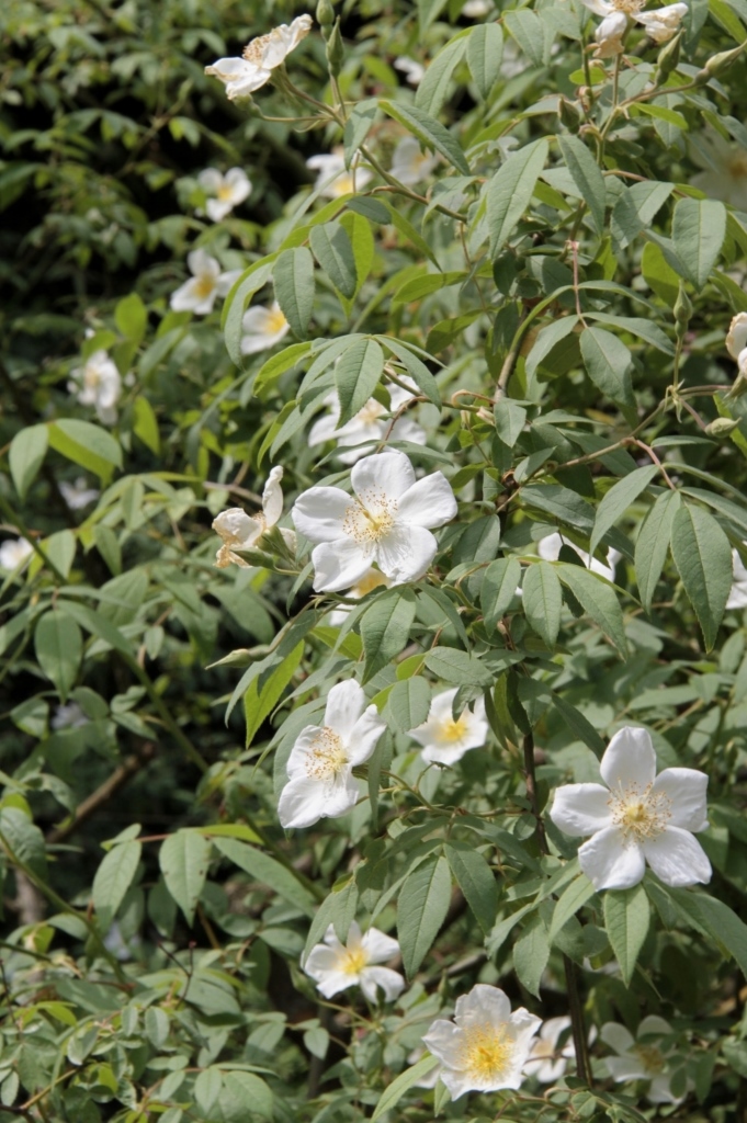 花フェスタ記念公園に寄ってしまいました (^^; その２_d0166303_22333112.jpg