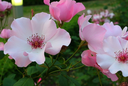 靭公園の薔薇たち・・・!!（笑）_d0241407_13929100.jpg