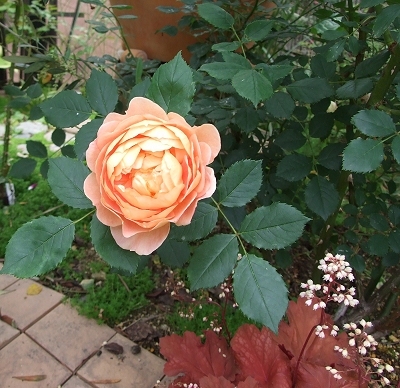 e0138807_10034442.jpg
