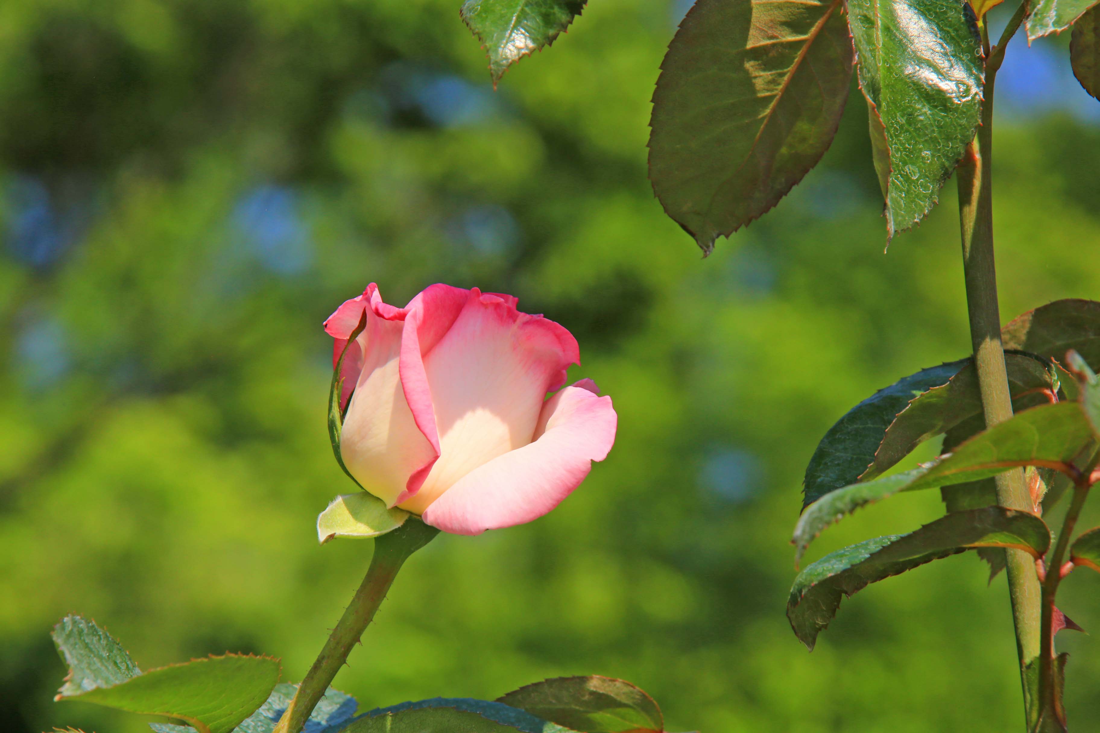 公園の薔薇！_c0083210_1541624.jpg