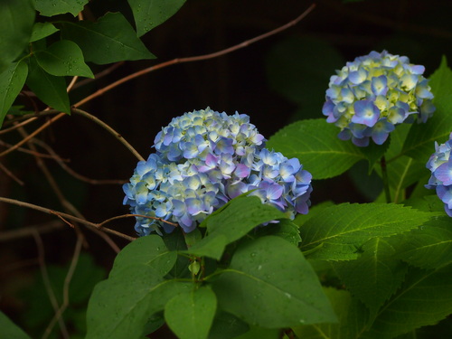 d0048812_17441336.jpg