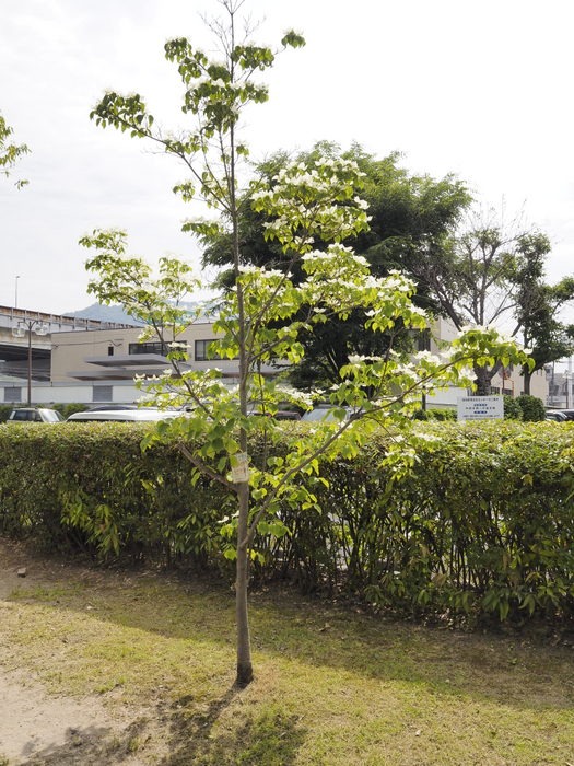 佐伯区民文化センター&五日市中央公園_c0116915_0153278.jpg