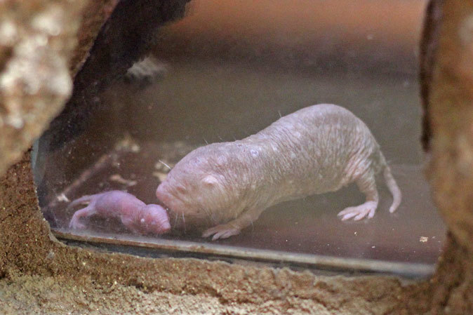 上野動物園 小獣館の動物たち 今日もハダカデバネズミの赤ちゃん Sh 続々 動物園ありマス