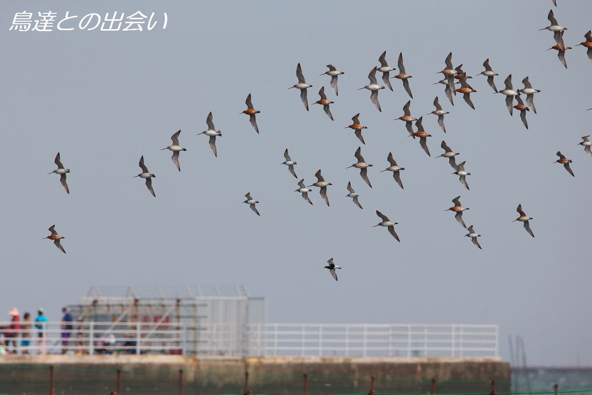 水辺の鳥・・・シギチの飛翔_e0139623_21242994.jpg